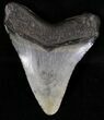 Megalodon Tooth - South Carolina #18404-2